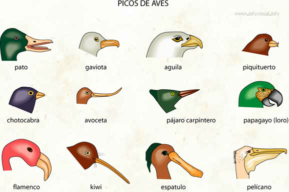 Picos de aves (Diccionario visual)